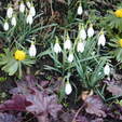 Fr&uuml;hlingserwachen